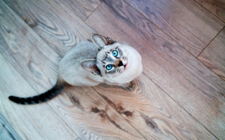 Curious cat blue eyes wooden - a wooden floor free wallpaper