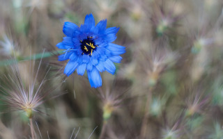 Blue flower yellow center macro 9 - a blue flower free wallpaper for desktop