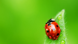 Ladybug green leaf dewdrops blade - a lady bug free wallpaper