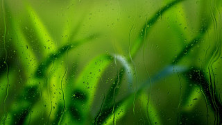 Rainy window green grass blue - green grass free wallpaper