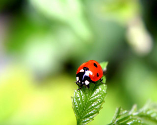 Ladybug green leaf water drops 6 - drop of water free wallpaper