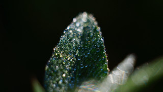 Leaf water droplets macro bokeh 3 - a green grass free wallpaper