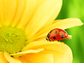 Ladybug yellow flower green background - a ladybug free wallpaper