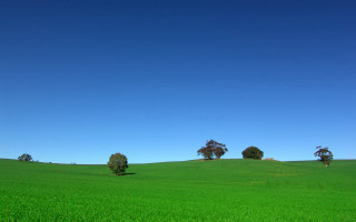 Green field trees blue sky 5 - a blue sky above free wallpaper