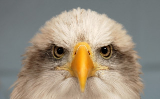 Bald eagle closeup angry realistic - free animals wallpaper