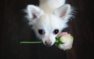 Small white dog flower sad - a flower free wallpaper for desktop