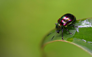 Beetle green leaf water drops - drop of water free wallpaper for desktop