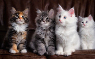 Kittens couch sad rococo cute - rococo free wallpaper