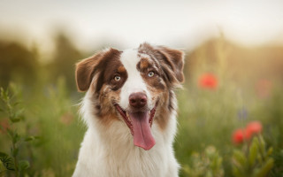 Dog tongue out flower field - a field of flowers and grass free wallpaper