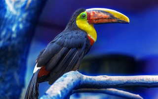 Colorful bird branch zoo blue - a colorful bird free wallpaper