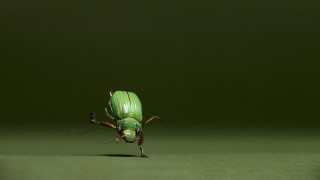 Green insect long neck graphic - its neck free wallpaper