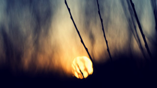 Sunset tallgrass branches macro clouds - cable wire free wallpaper