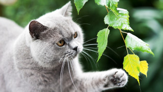 Cat reaching leafy branch sharp - sharp claw free wallpaper for desktop