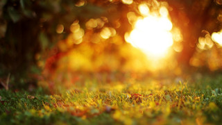 Sunset forest leaves fire embers - grass and trees free wallpaper