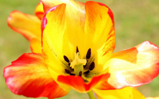 Yellow red flower green white - corneille free wallpaper