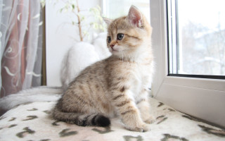 Small kitten by window with - a bed next free wallpaper