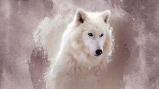 White wolf blue eyes grungy - a white wolf free wallpaper