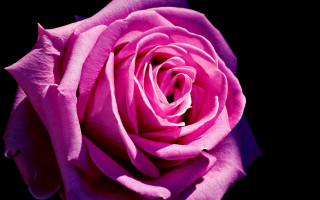 Pink rose macro neo romanticism 2 - the dark background free wallpaper