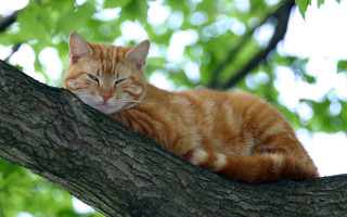 Cat sleeping on branch orange - its head free wallpaper