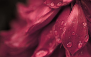 Flower water droplets macro photorealism - a close up of a flower free wallpaper for desktop