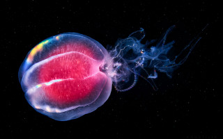Jellyfish redspot bluejellyfish holography bioluminescence - a jellyfish free wallpaper