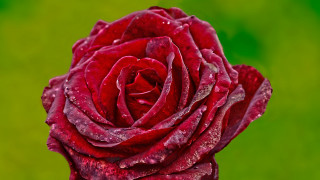 Red rose water droplets macro 57 - a few other thing free wallpaper