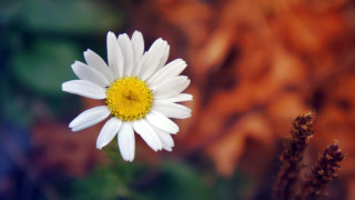 White yellow daisy flower field - a blurry background of leaves and grass free wallpaper