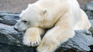 Polar bear rock outdoors ecological - wild free wallpaper