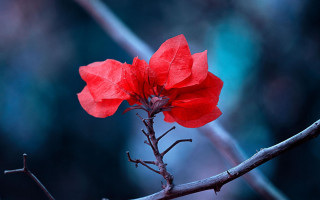 Red flower forest macro photography - a red flower free wallpaper