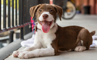 Brown white shiba inu dog 2 - dog free wallpaper