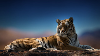 Tiger rock night sky clouds - a tiger free wallpaper for desktop