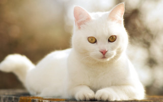 White cat yellow eyes sitting 2 - the background and a blurry background free wallpaper