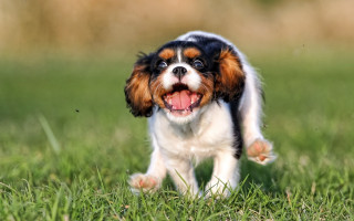 Small dog running field smile - cheerful free wallpaper for desktop