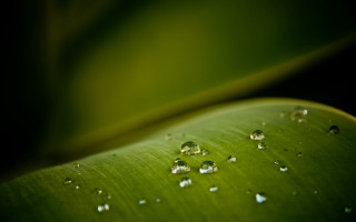 Green leaf water droplets macro 56 - a green leaf in the foreground free wallpaper