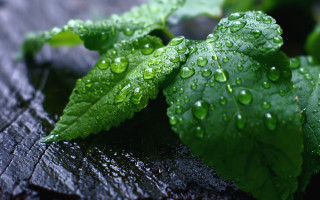 Leaf water droplets macro nature - a wooden surface free wallpaper for desktop