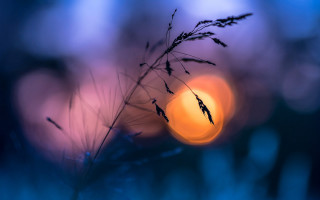 Blurry plant moonlight mystical colors - a blurry image free wallpaper for desktop