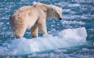 Polar bear ice float distant - a polar bear free wallpaper