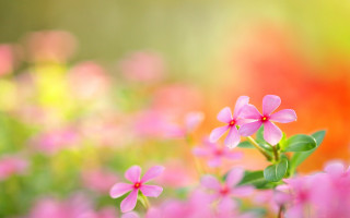 Pink flower field blurry background - a bunch free wallpaper