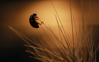 Bug plant yellow background macro - a yellow background behind free wallpaper for desktop