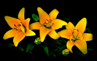 Yellow flowers green leaves black - yellow flower free wallpaper for desktop