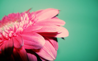 Pink flower closeup macro bouquet - a green background in the background free wallpaper for desktop