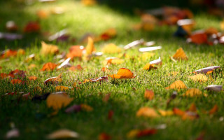 Autumn grass leaves bird bokeh 2 - a field of grass free wallpaper