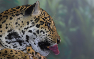 Leopard tongue open jigsaw puzzle - its tongue free wallpaper for desktop