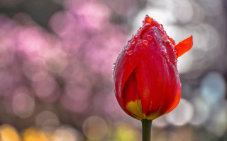Red flower water droplets bokeh 2 - a red flower free wallpaper