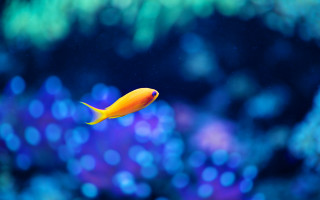 Yellow fish aquarium bubbles bokeh - amano free wallpaper
