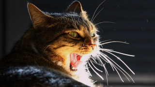 Cat open mouth teeth sharp - tooth wide open free wallpaper