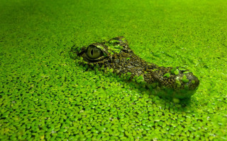 Crocodile green surface water drops - hyperrealistic free wallpaper