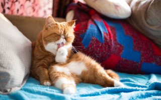 Cat glamor pose blurry background - tongue free wallpaper