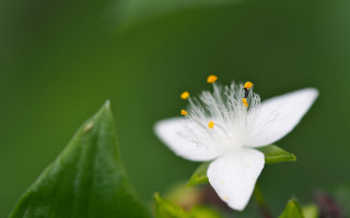 White flower butterfly wings macro - a blurry background of leaves free wallpaper