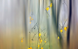 Blurry tree yellow leaves autumn - branch and a blurry background free wallpaper